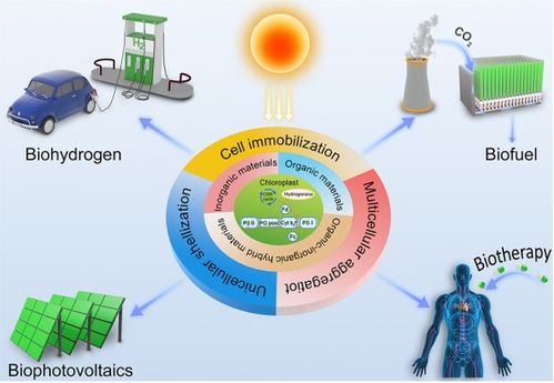 南昌大学微藻-材料复合技术研发 为碳中和目标注入绿色新动能